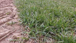 Pszenica ozima 06.03.2022