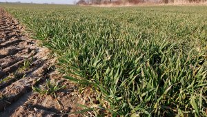 Pszenica ozima 19.03.2022