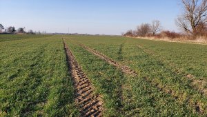 Pszenica ozima 19.03.2022