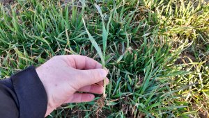 Pszenica ozima 19.03.2022