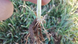 Pszenica ozima 19.03.2022