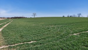 Pszenica ozima 27.03.2022