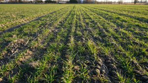 Pszenica ozima Euforia