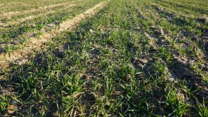 Pszenica ozima KWS Emil