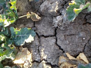 Rzepak i nie rozpuszczony Kizeryt