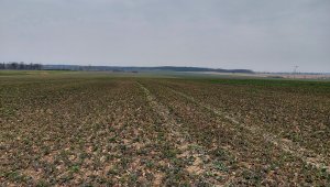 Rzepak ozimy LG Ambassador - 06.03.2022