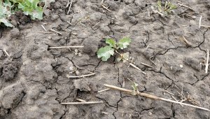 Rzepak ozimy LG Ambassador - 06.03.2022