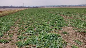 Rzepak ozimy LG Ambassador - 06.03.2022