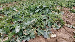 Rzepak ozimy LG Ambassador - 06.03.2022