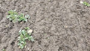 Rzepak ozimy LG Ambassador - 06.03.2022