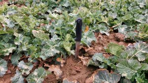 Rzepak ozimy LG Ambassador - 06.03.2022