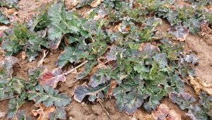 Rzepak ozimy LG Ambassador - 06.03.2022