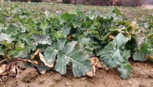 Rzepak ozimy LG Ambassador - 06.03.2022