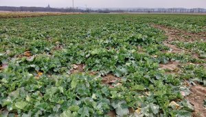 Rzepak ozimy LG Ambassador - 06.03.2022