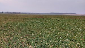 Rzepak ozimy LG Ambassador - 16.03.2022