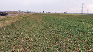 Rzepak ozimy LG Ambassador - 16.03.2022