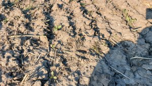 Rzepak ozimy LG Ambassador - 19.03.2022