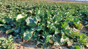 Rzepak ozimy LG Ambassador - 19.03.2022