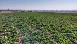 Rzepak ozimy LG Ambassador - 19.03.2022