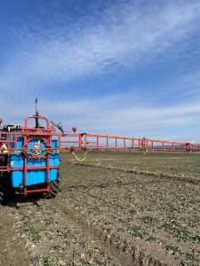 Rzepak ozimy LG Anniston