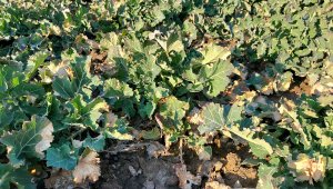 Rzepak ozimy LG Architect - 19.03.2022