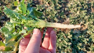 Rzepak ozimy LG Architect - 19.03.2022