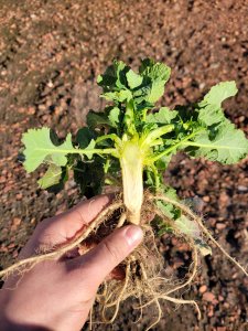 Rzepak ozimy Trezzor 14-03-22