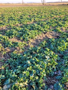 Rzepak Trezzor w grochu