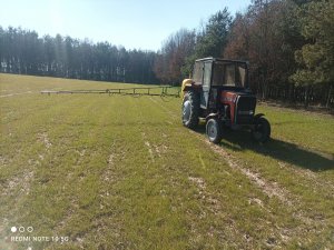 Życica westerwoldzka