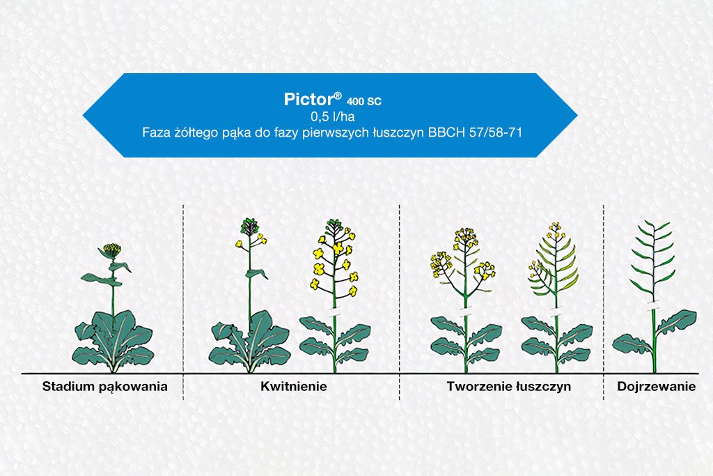 Na choroby grzybowe kwitnącego rzepaku