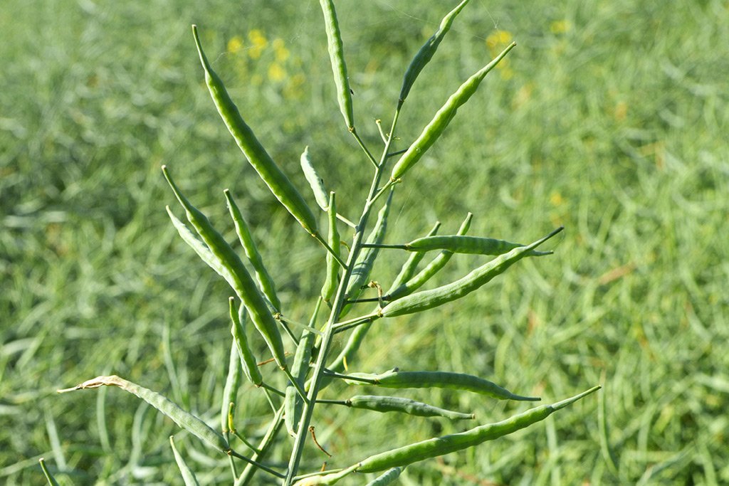 Na choroby grzybowe kwitnącego rzepaku