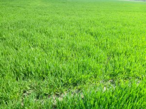 Jęczmień hybryda wootan.