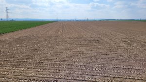 kukurydza pole po siewie