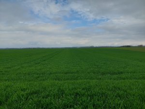 Kws Vinetto