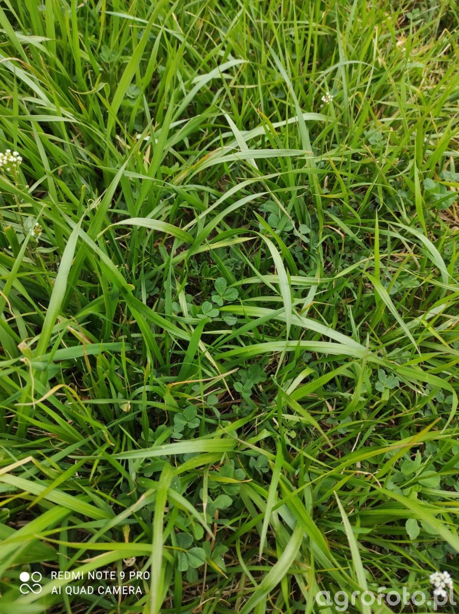 Lucerna z trawą jednoroczna 