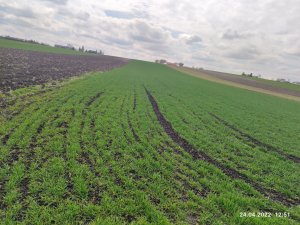 Pszenica ozima Delawar lubelskie 