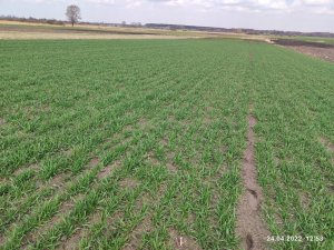 Pszenica ozima Delawar