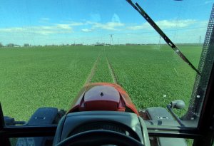 Pszenica ozima Galerist