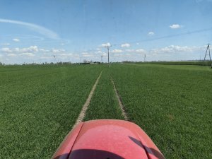 Pszenica ozima Julius