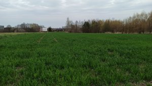 Pszenica ozima KWS Emil