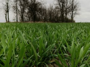 Pszenica ozima Urbanus