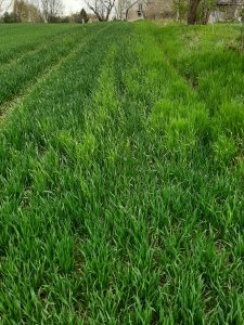 Pszenica ozimy ostroga