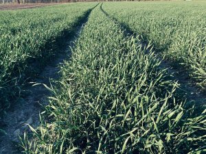 Pszenżyto Borowik 29.04.2022