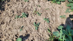 Rzepak ozimy LG Ambassador - 23.04.2022