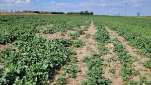 Rzepak ozimy LG Ambassador - 23.04.2022