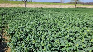 Rzepak ozimy LG Architect - 23.04.2022