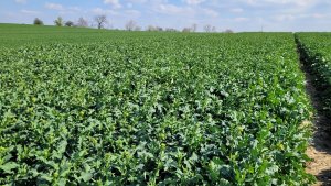 Rzepak ozimy LG Architect - 23.04.2022