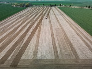 Uprawa pod kukurydzę