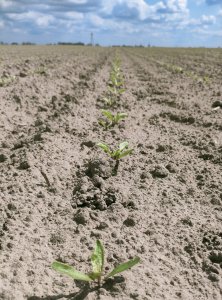 Buraki cukrowe KWS Eliska