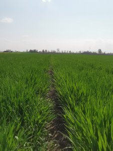 Jęczmień ozimy Igp Padura